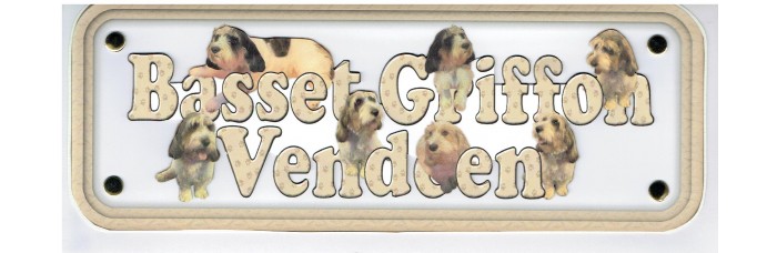 Basset Griffon Vendeen - petit